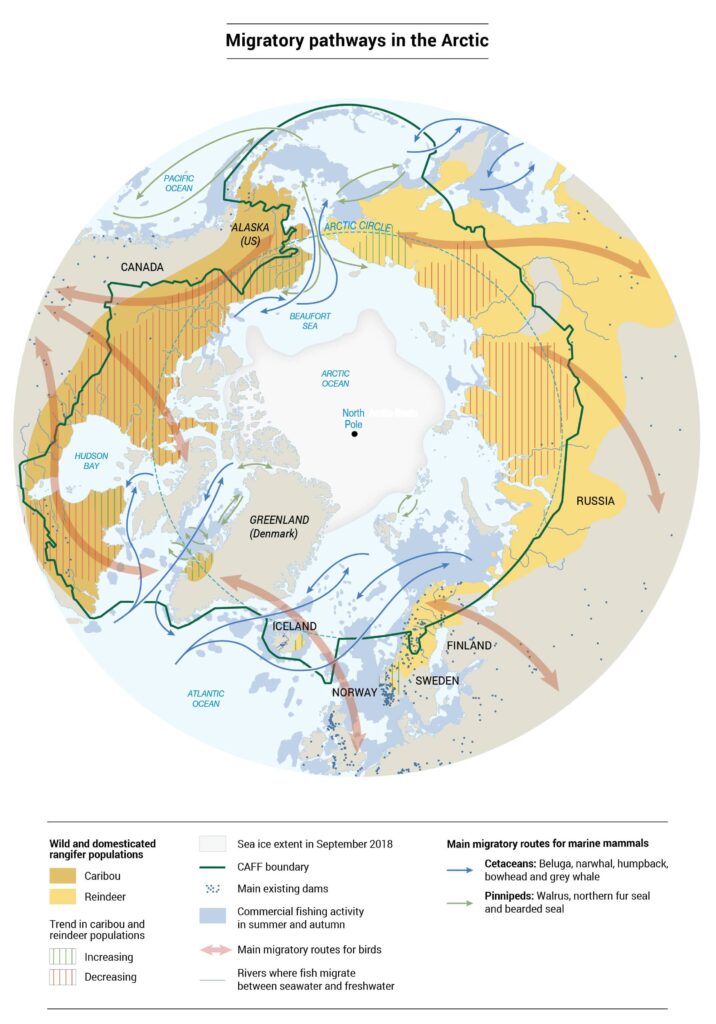 Arctic map showing migratory pathways of major Arctic species